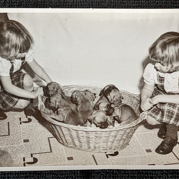 REDUCED Vintage Black and White Framed Photograph of Lucky-the-Boxer - Picture 7 of 8